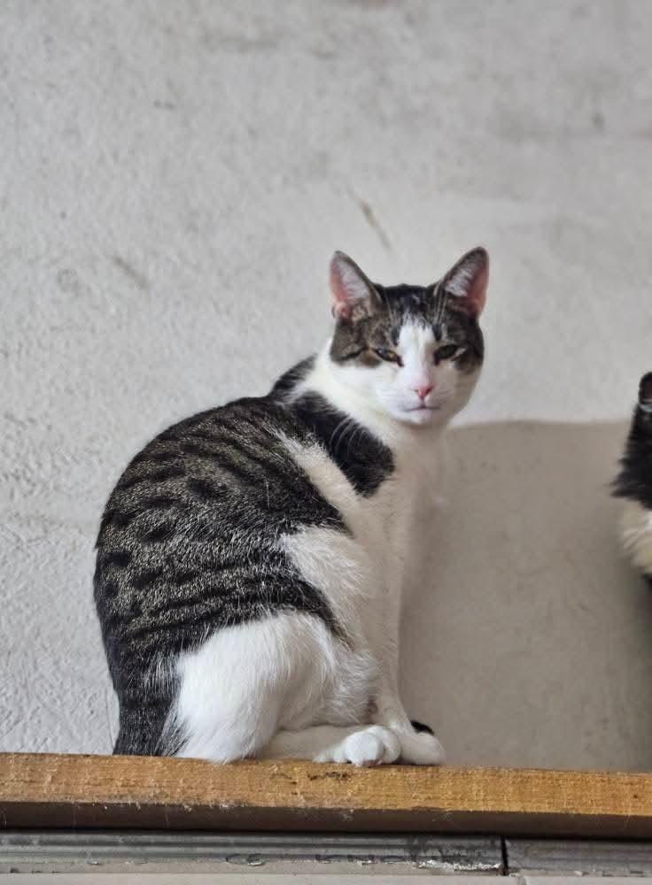 A gray and white tabby cat is sitting on a wooden shelf and staring at the camera