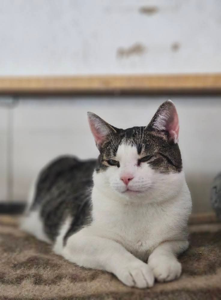 A dark gray and white tabby cat is laying on the floor with his front paws politely in front of his body