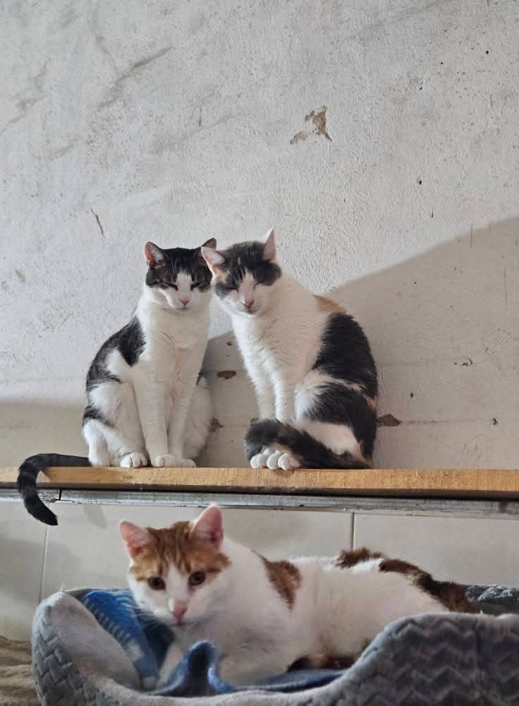 Two gray and white tabby cats are sitting on a wooden shelf. There is an orange and a b&w cat below them