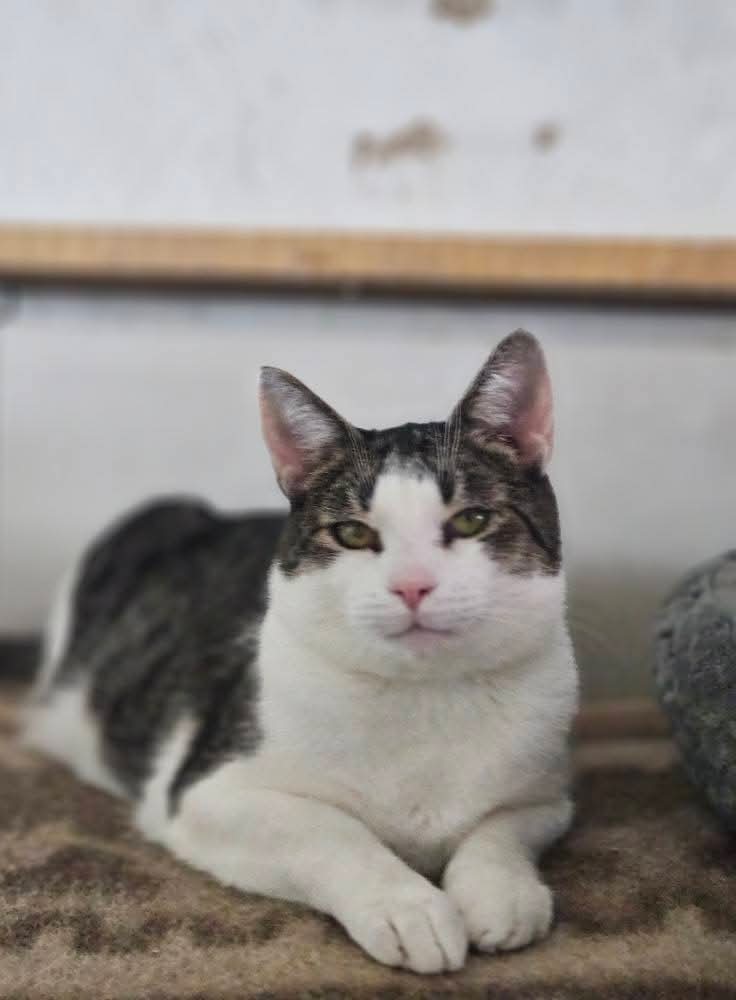 A dark gray and white tabby cat is laying on the floor with his front paws politely in front of his body