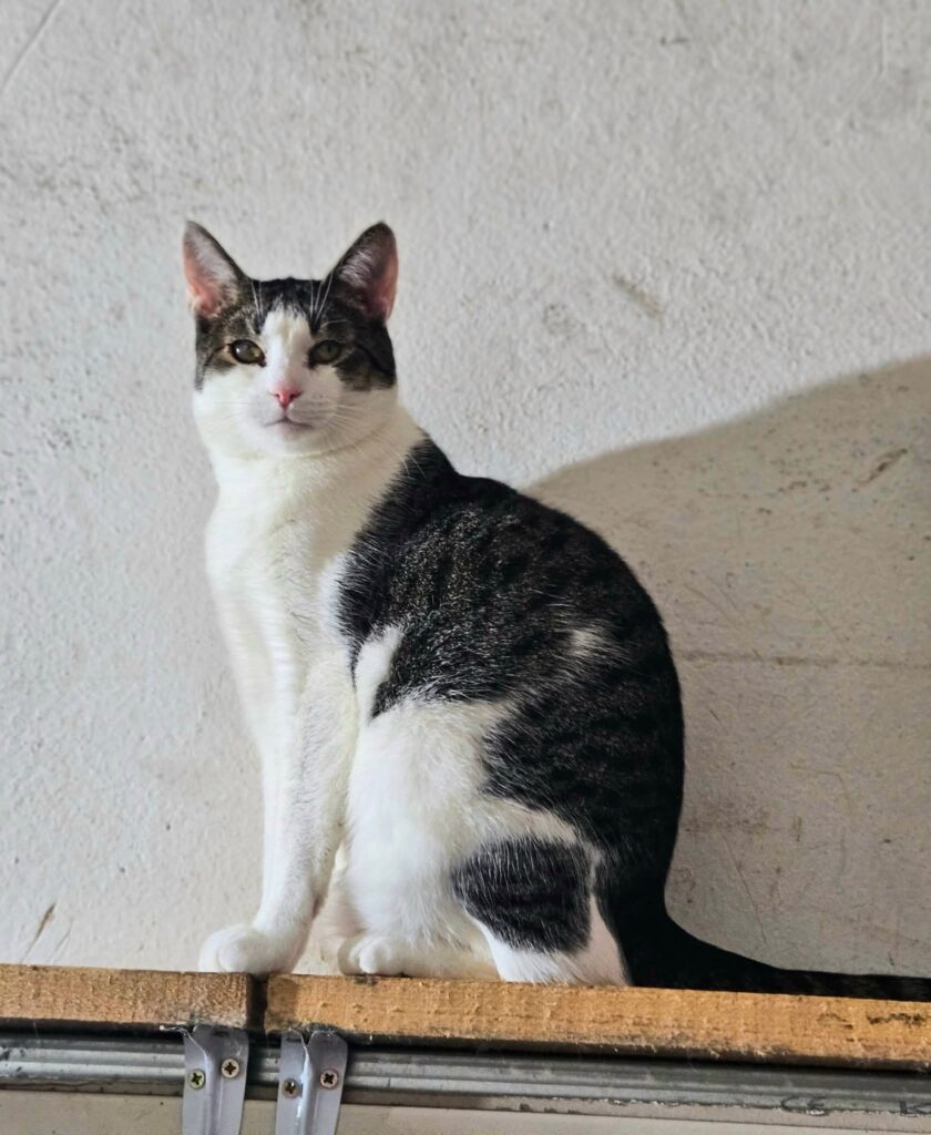 A gray and white tabby cat is sitting on a wooden shelf and staring at the camera