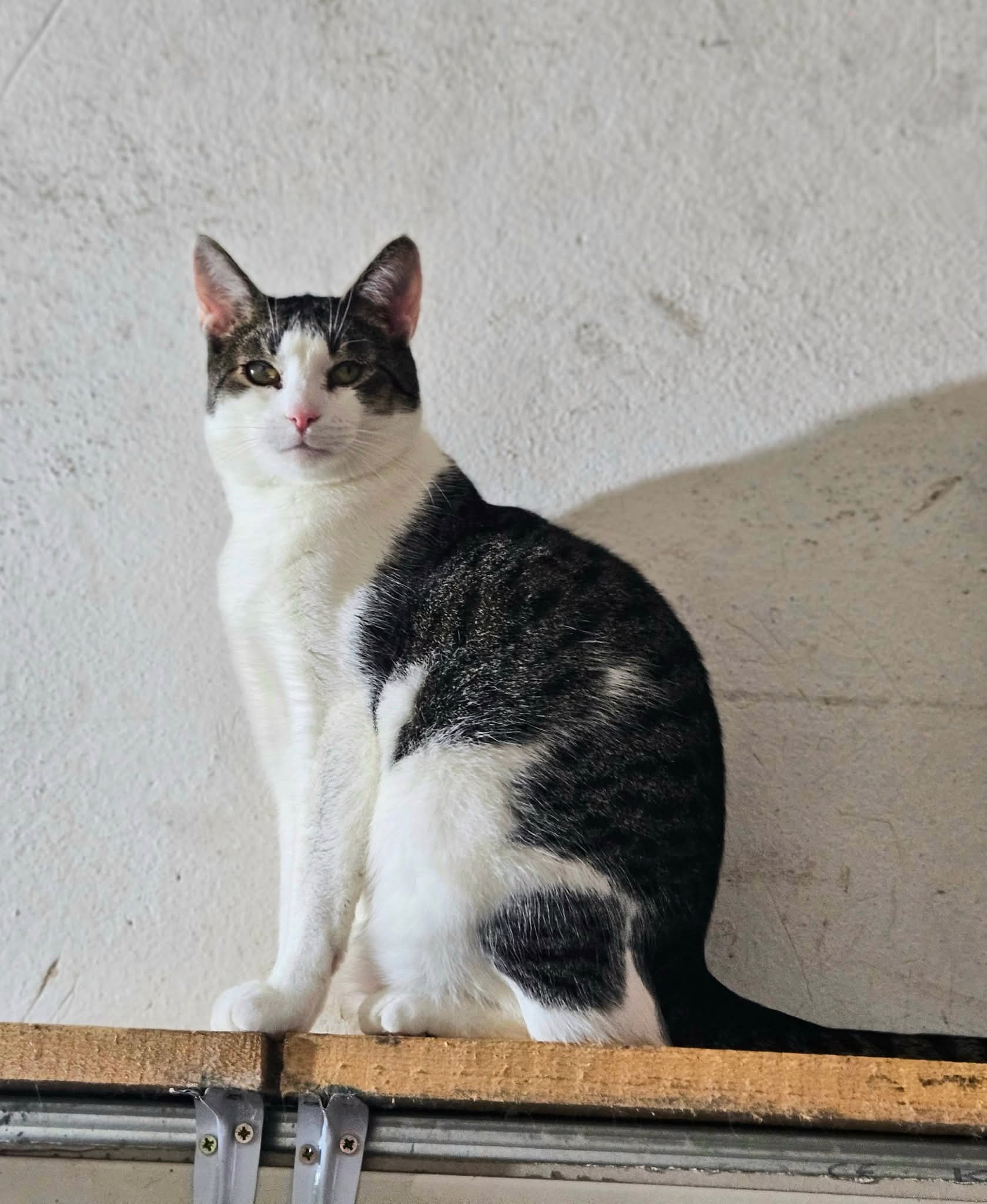 A gray and white tabby cat is sitting on a wooden shelf and staring at the camera