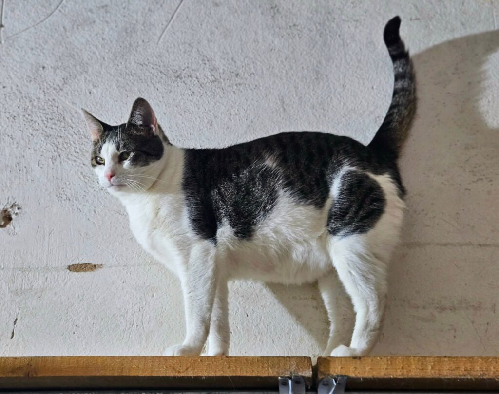 A black and white tabby cat is walking on a shelf