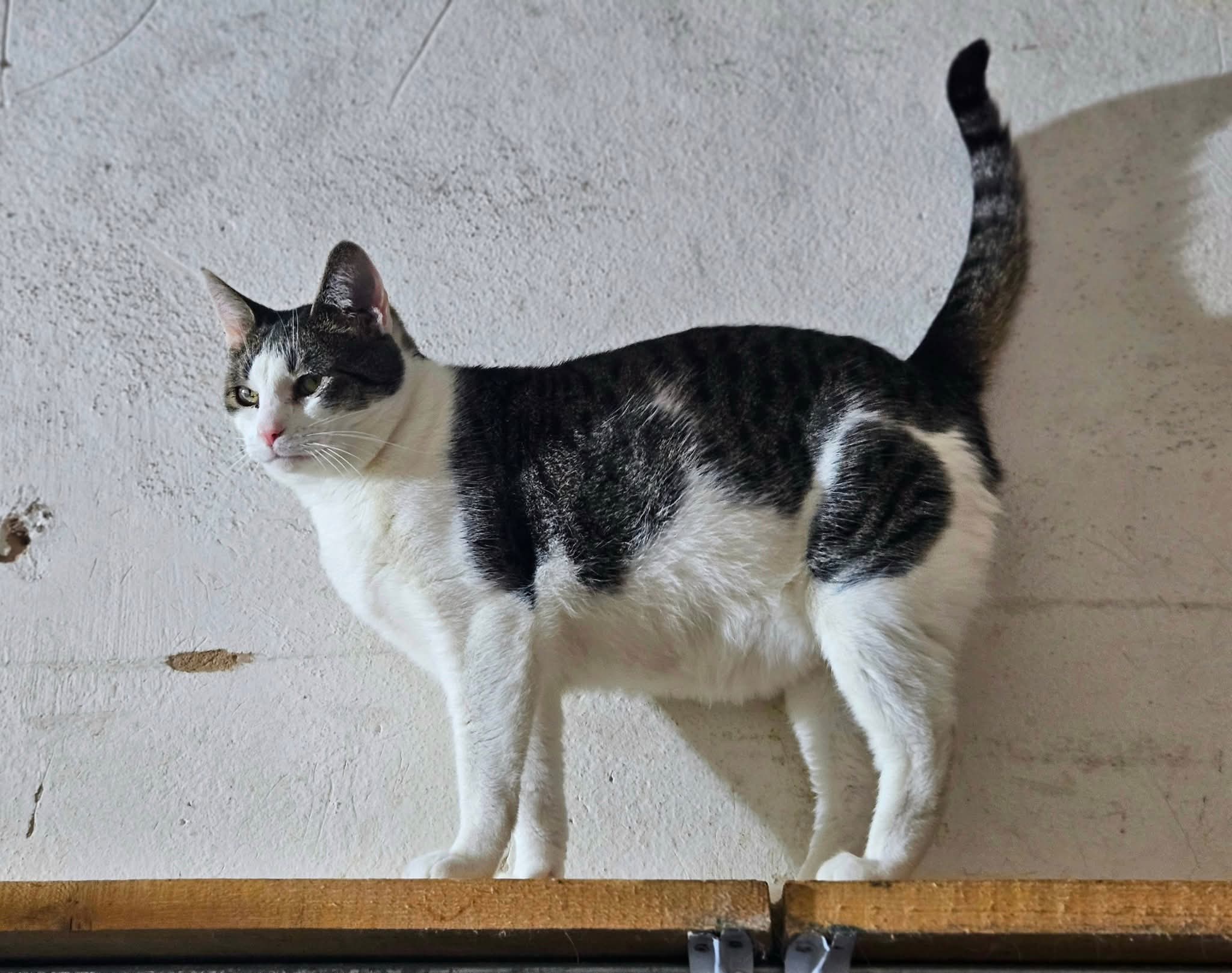 A black and white tabby cat is walking on a shelf