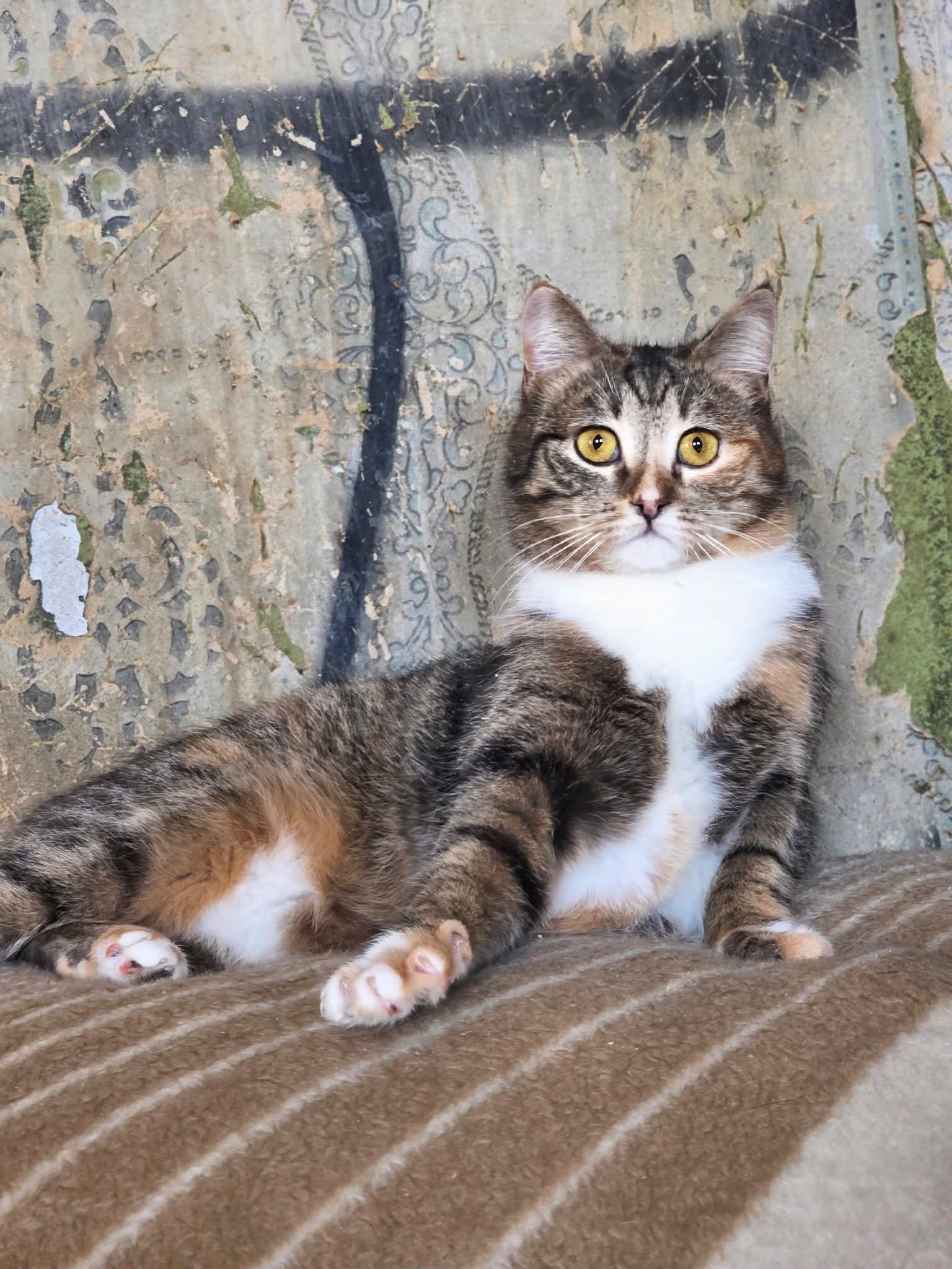 A calico tabby cat is half laying and half sitting on a blanket