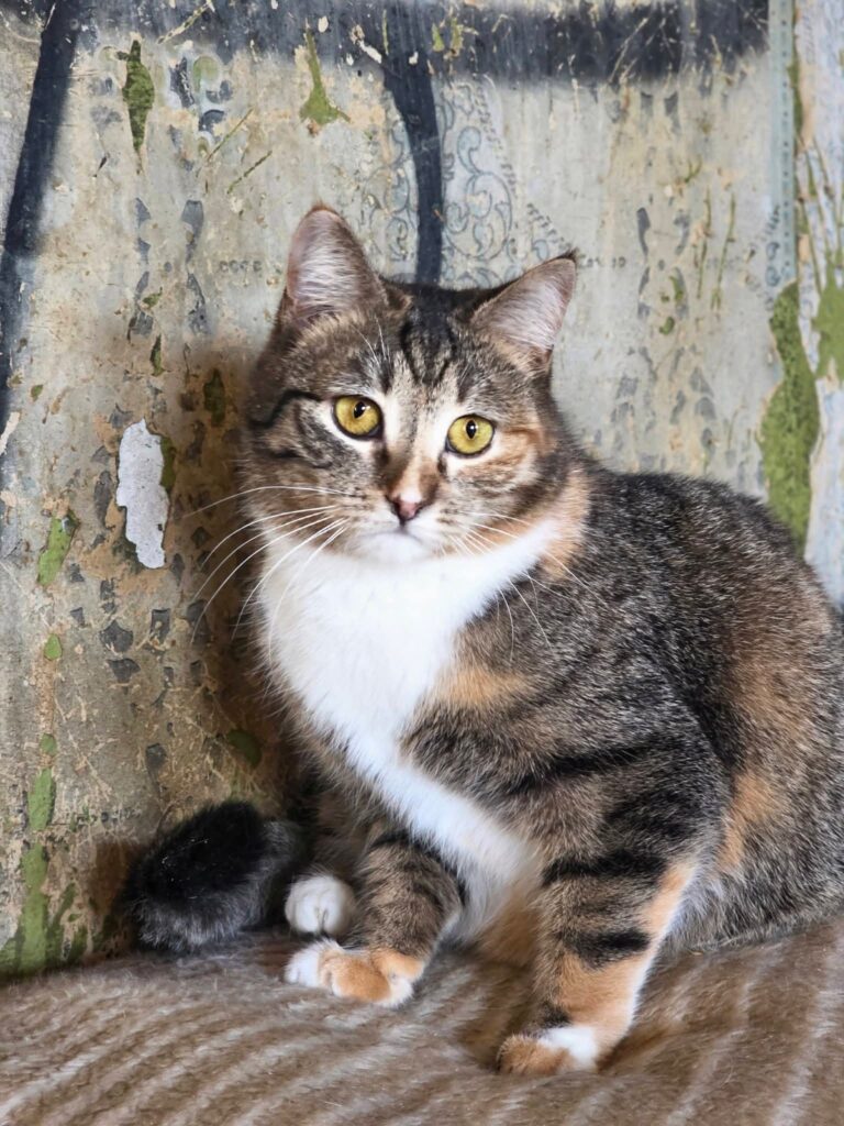 A calico tabby cat is sitting on a blanket