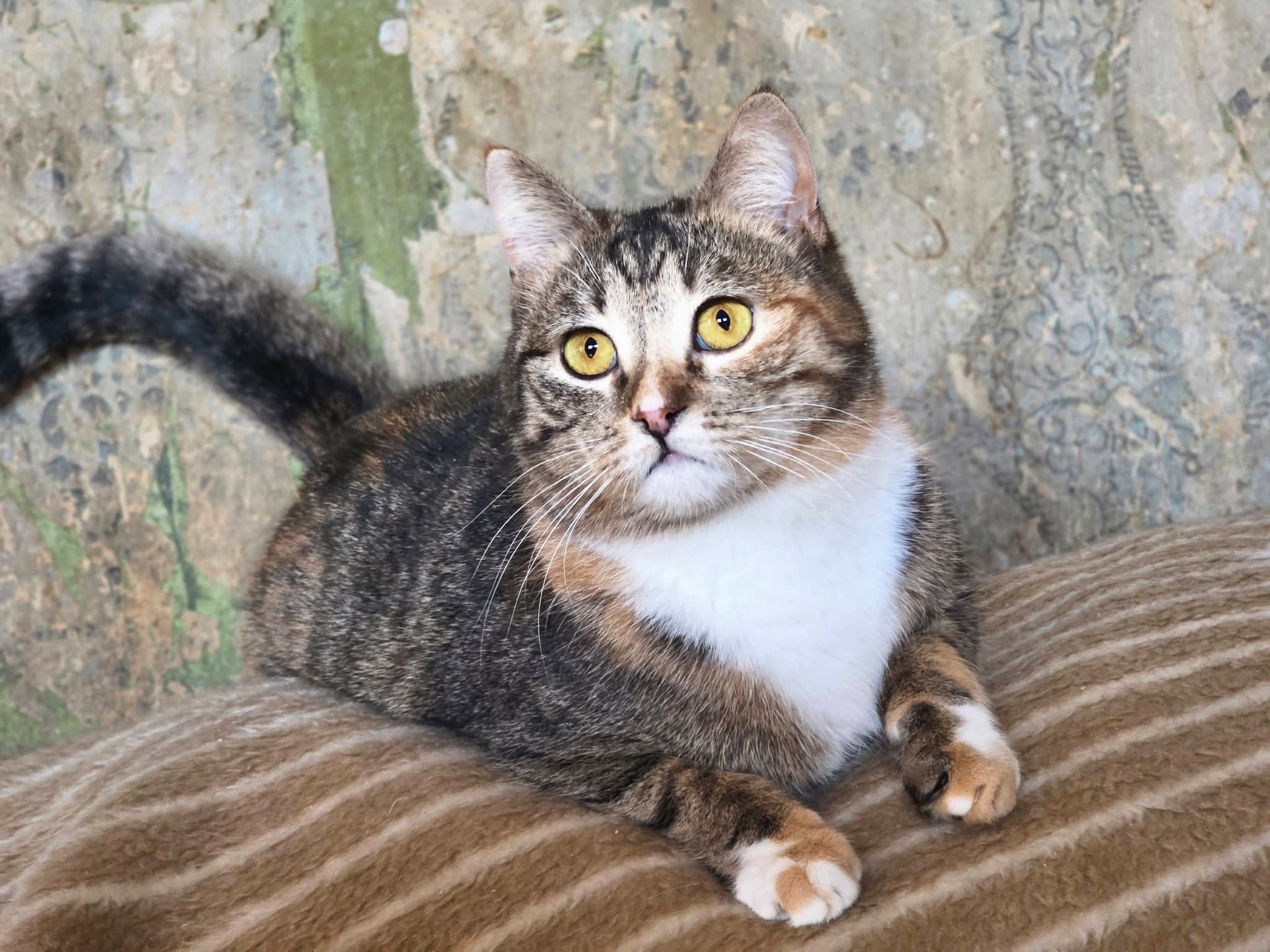 A calico tabby cat is laying on a blanket
