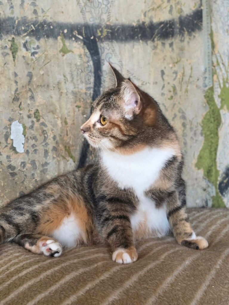 A calico tabby cat is laying on a blanket and trying to stand up