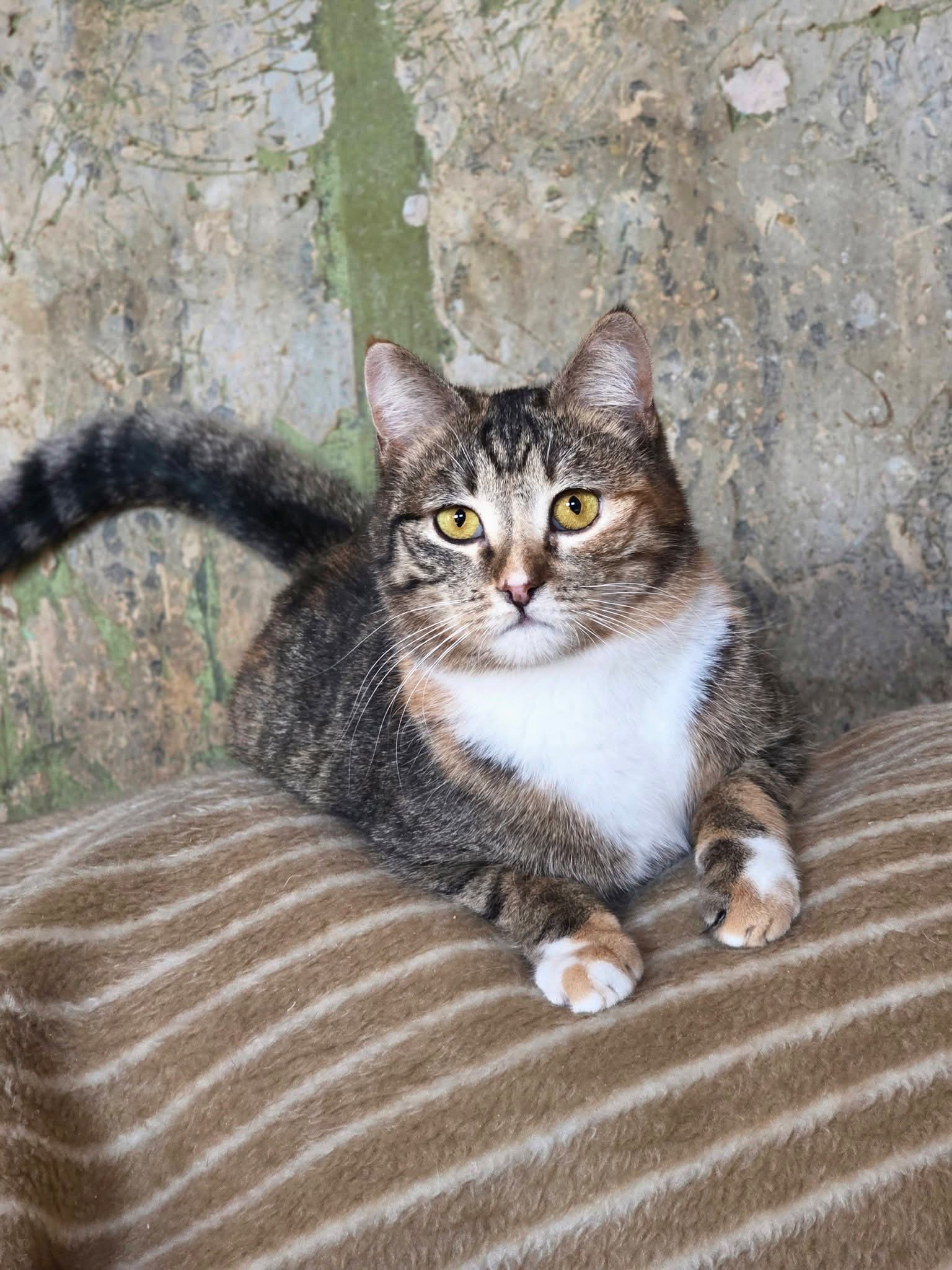 A calico tabby cat is laying on a blanket