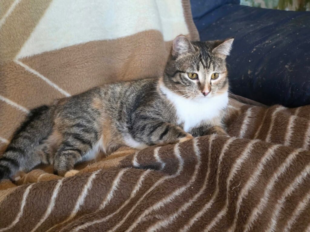 A calico tabby cat is laying on a blanket and fighting with the monster underneath the blanket
