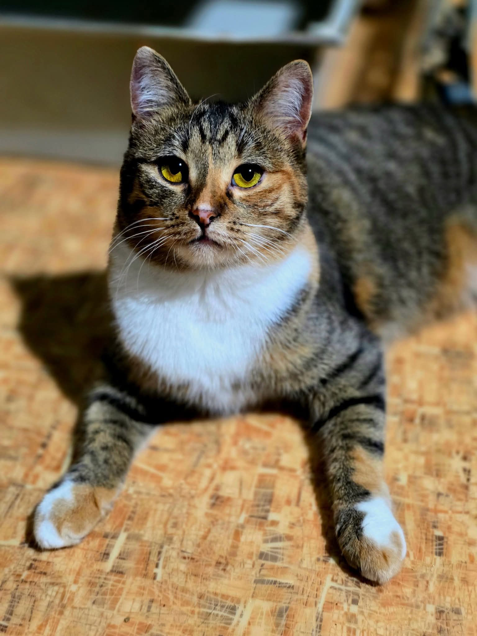 A calico tabby cat is sitting on plywood