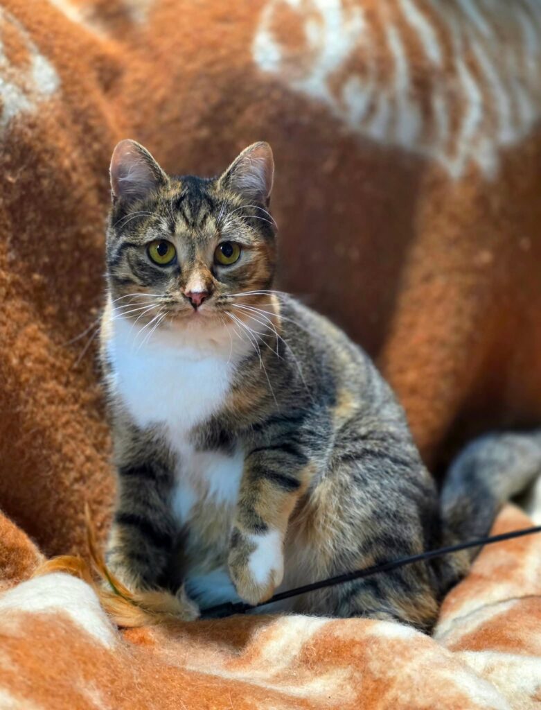 A calico tabby cat is sitting on an orange blanket with one paw raised up