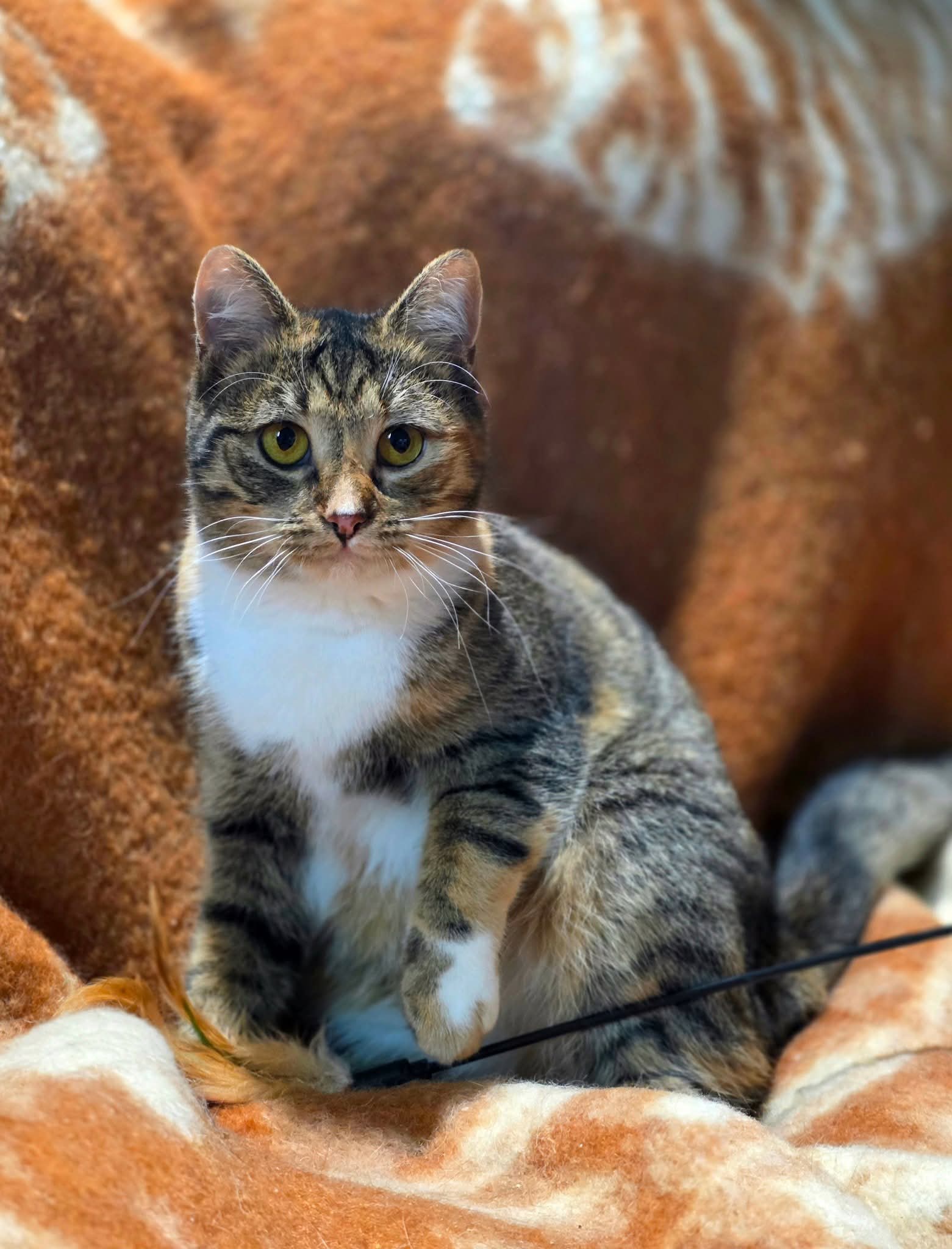 A calico tabby cat is sitting on an orange blanket with one paw raised up