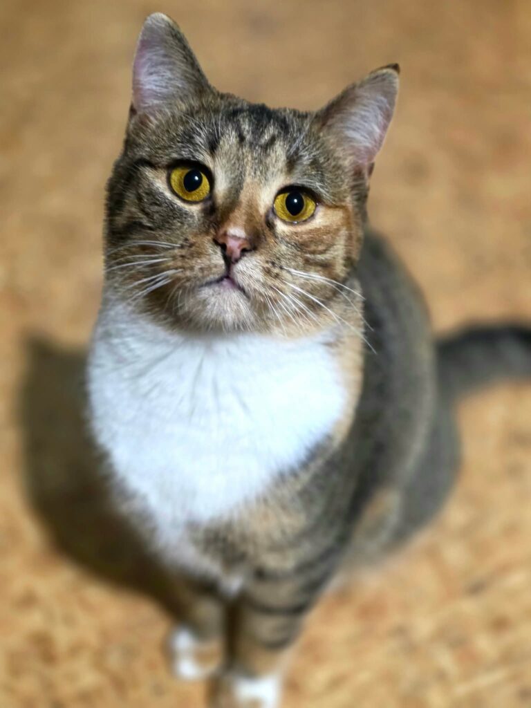 A calico tabby cat is politely sitting on plywood