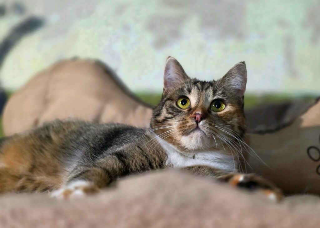 A calico tabby cat is laying on a blanket and looking up