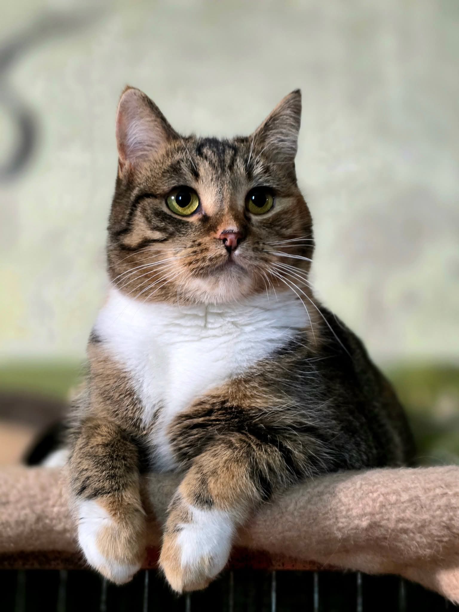 A calico tabby is laying on a cat bed with two paws hanging over the edge