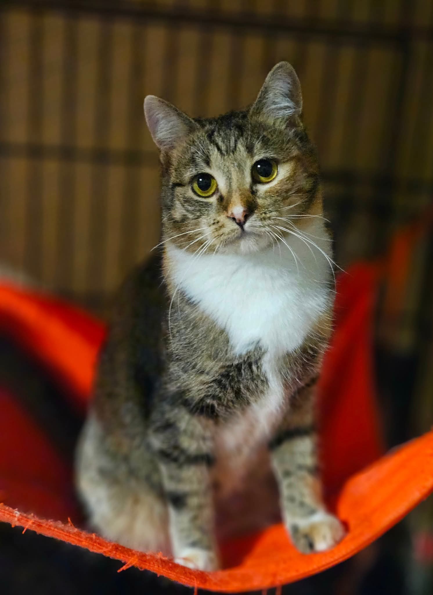 A calico tabby cat is sitting in a cat hammock