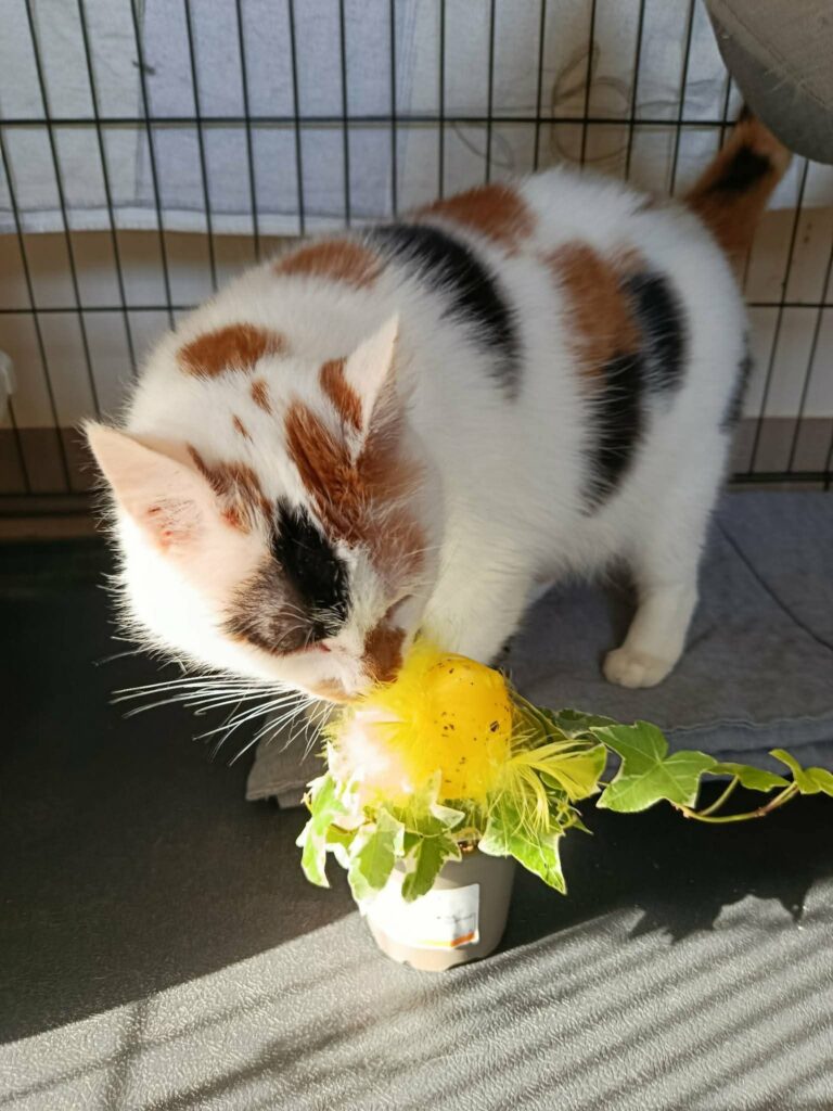 A calico cat is standing on a gray carpet in a cage and smelling a flower