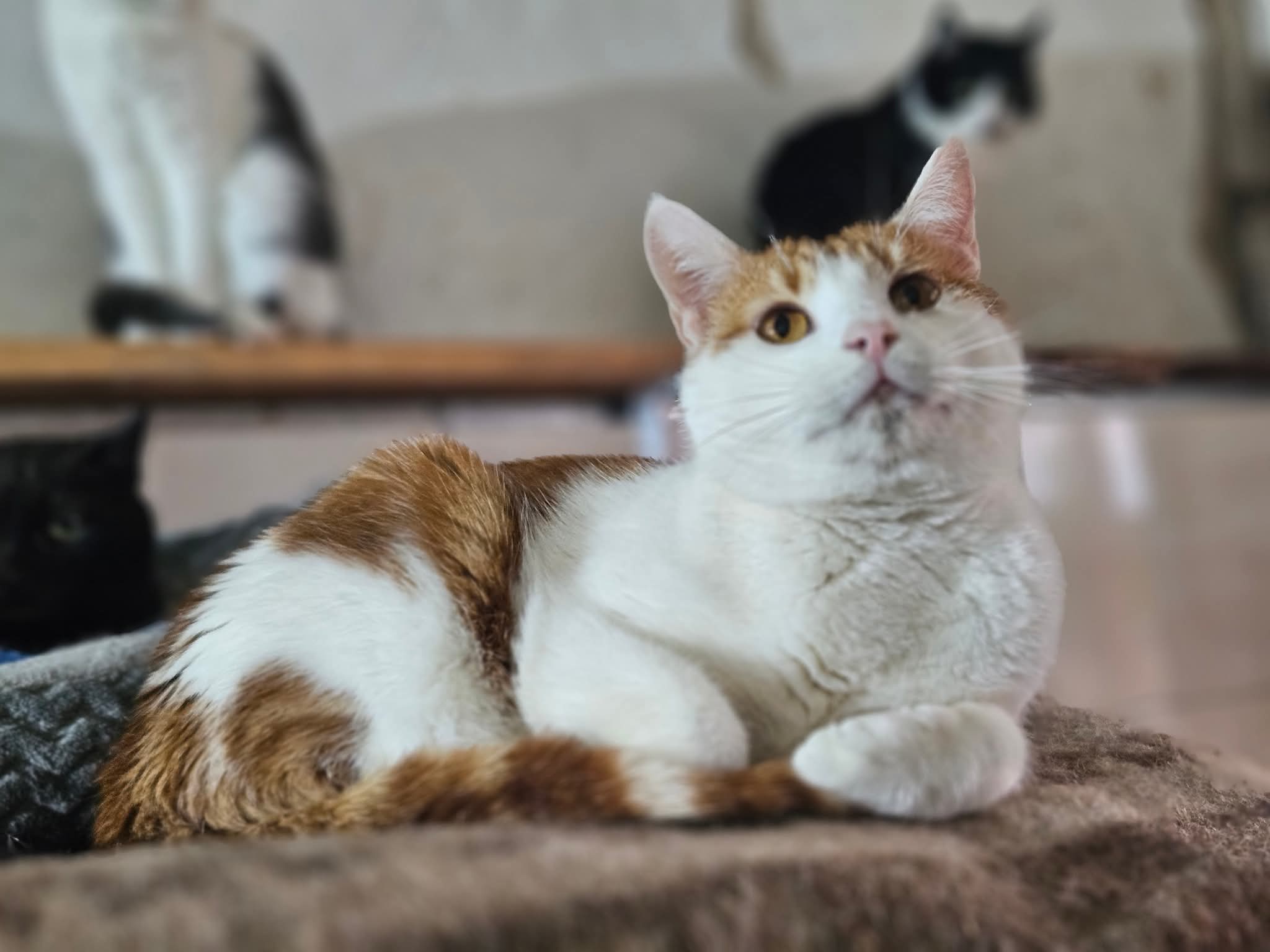 A young orange and white cat is lounging on a bed. There are two cats on a shelf in the background