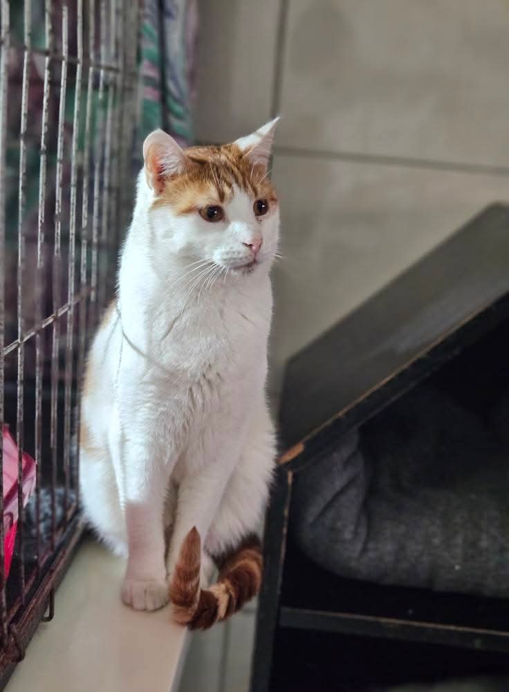 A young orange and white cat is sitting on a shelf in front of a wire window. 