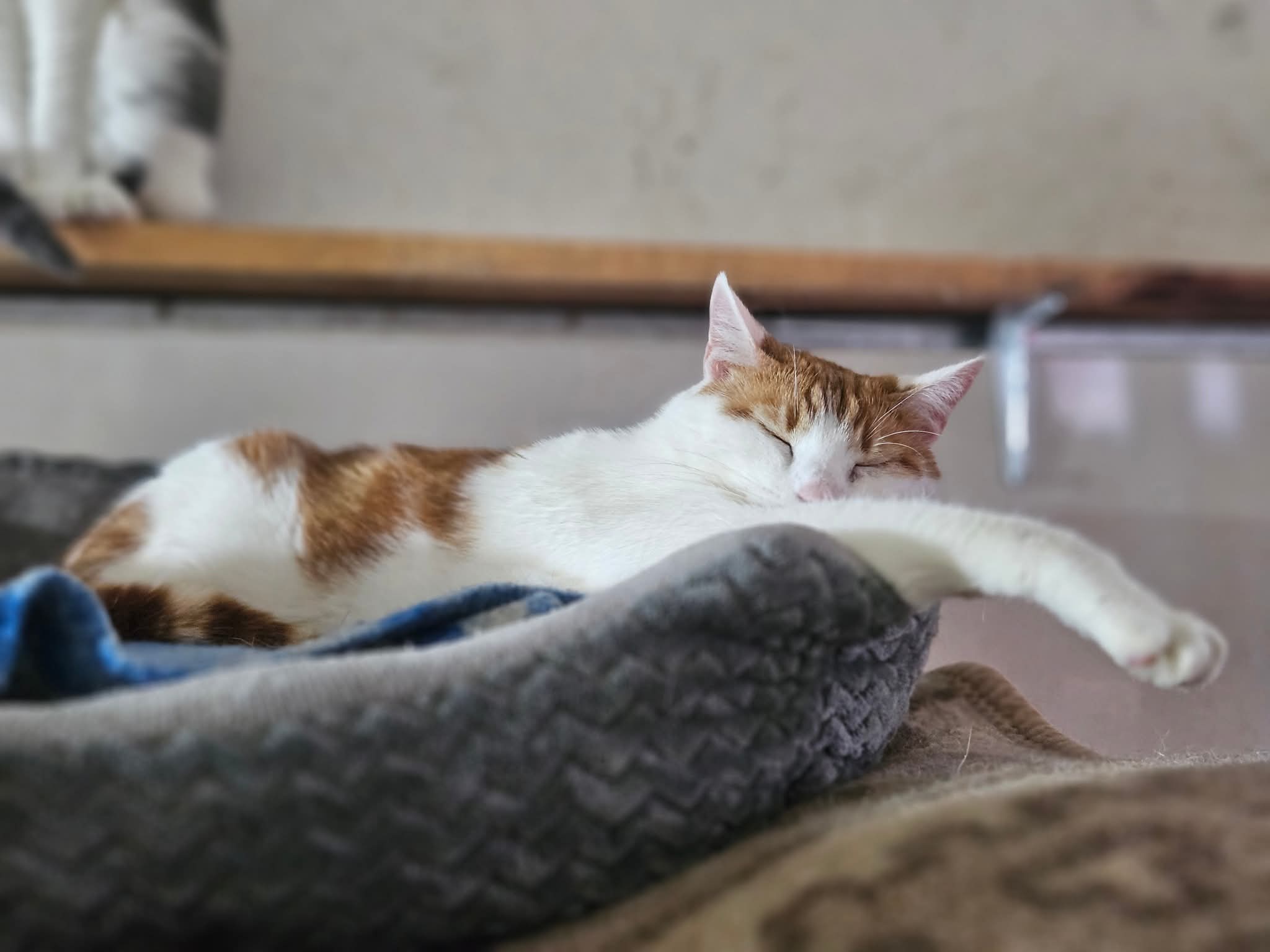 A young orange and white cat is sleeping in a gray cat bed. One arm is outstretched and hanging over the bed
