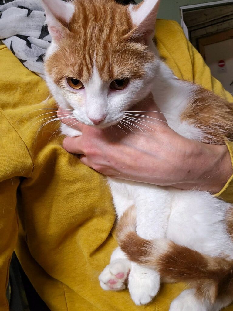 Someone is holding an orange and white cat
