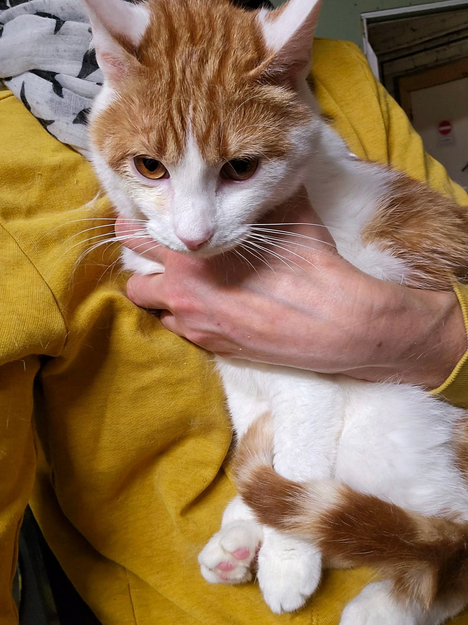Someone is holding an orange and white cat