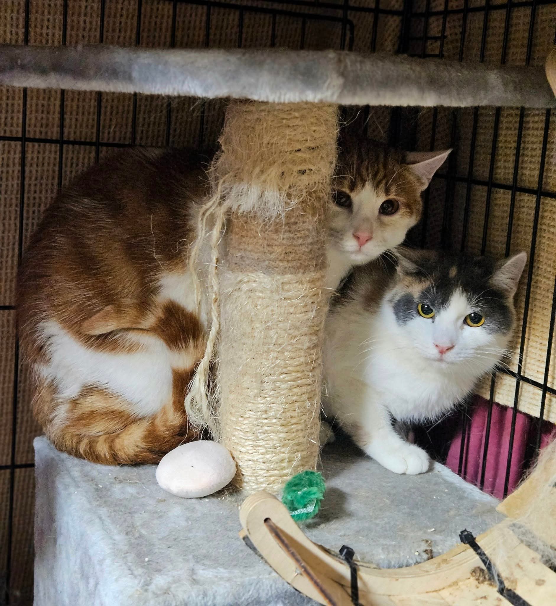 Two young cats are hiding behind a cat tree. One is an orange and white tabby and the other is calico with a white chest.