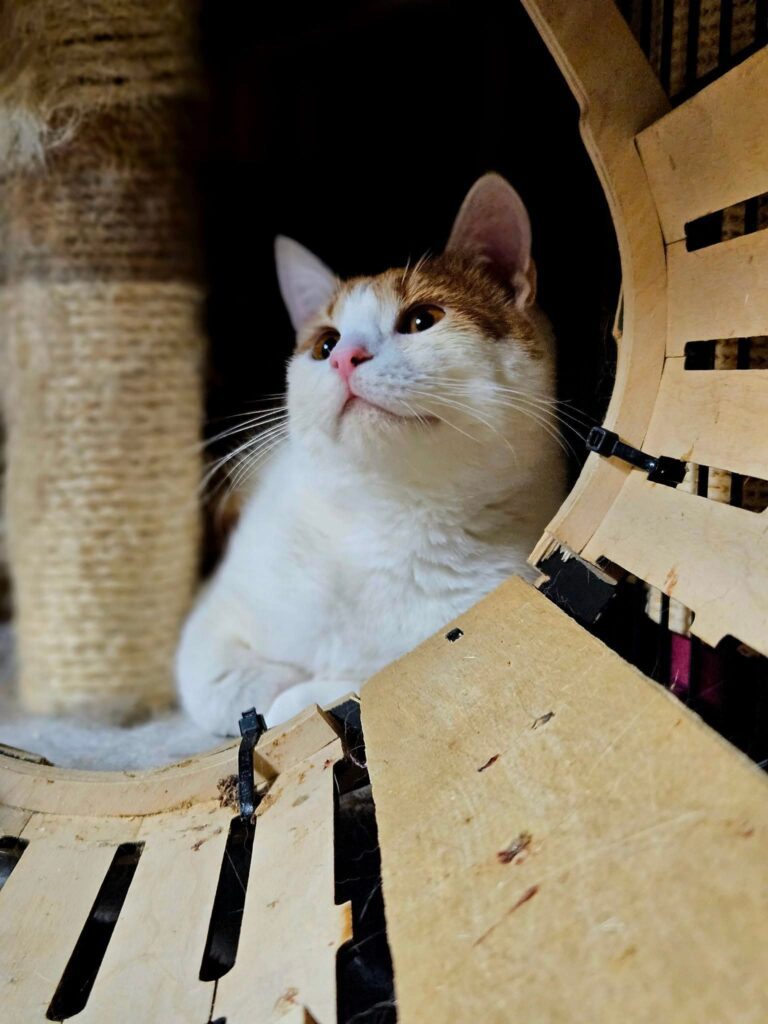 A young orange and white cat is chilling behind a wooden toy