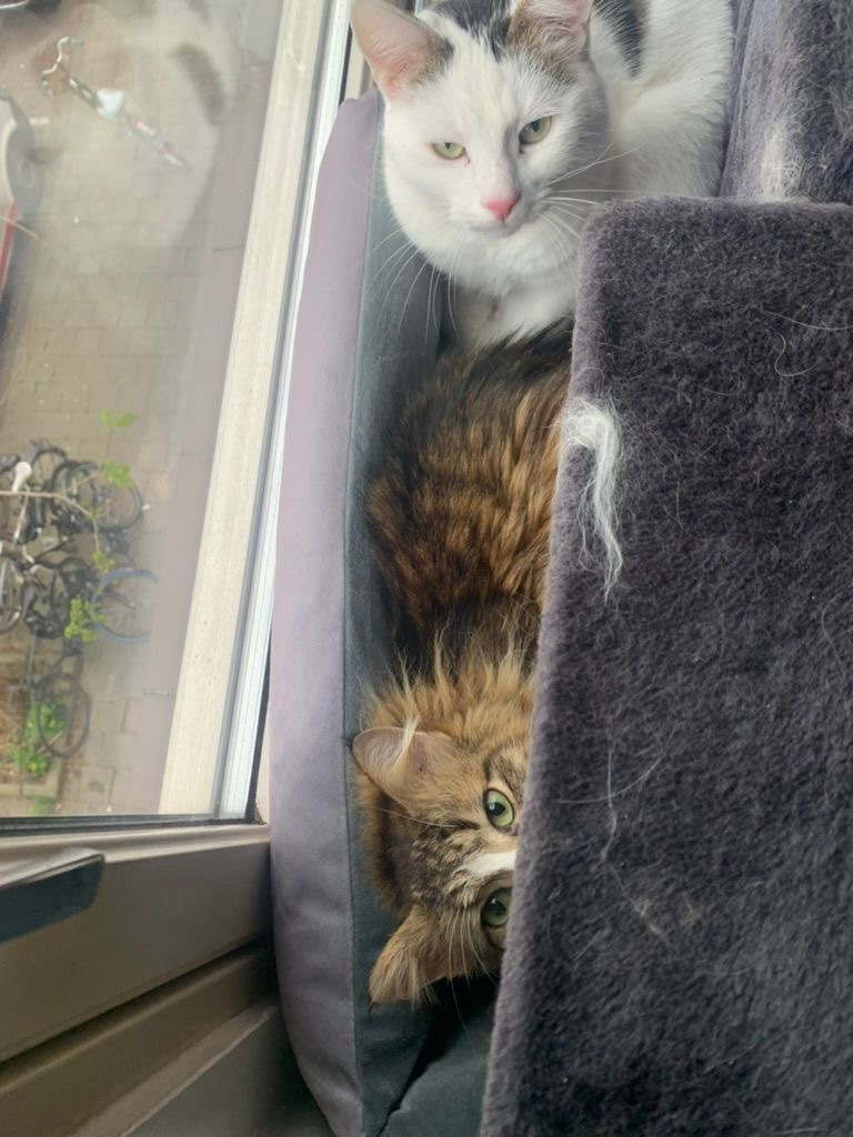 A white cat with black fur on his forehead, and  his brother, a long haired brownish black tabby, are sitting next to a sunny window