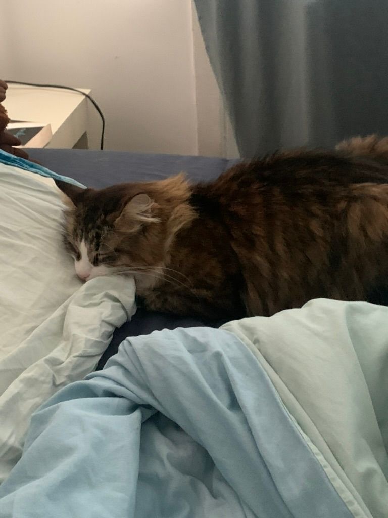 A long haired brownish gray tabby is sleeping
on a bed
