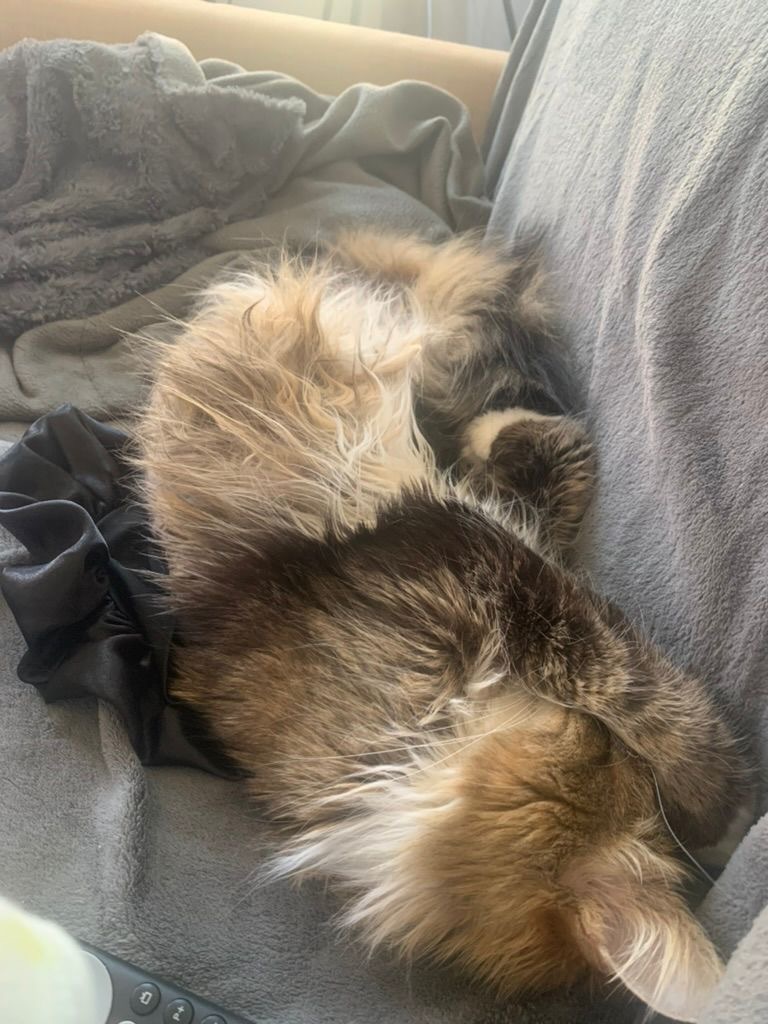 A long haired brownish gray tabby is sleeping upside down on a blanket. His belly is exposed