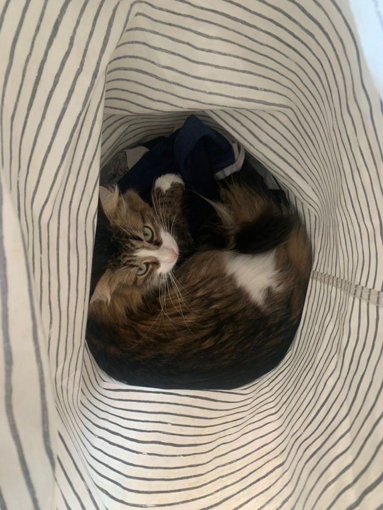 A long haired brownish gray tabby is curled up in a clothes' hamper