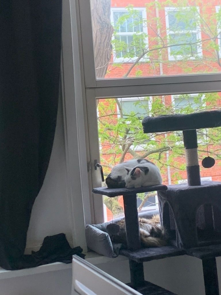 A white cat with a black forehead is sleeping on a shelf on a cat tree. His brother, a brownish black tabby with white, is sleeping below him.