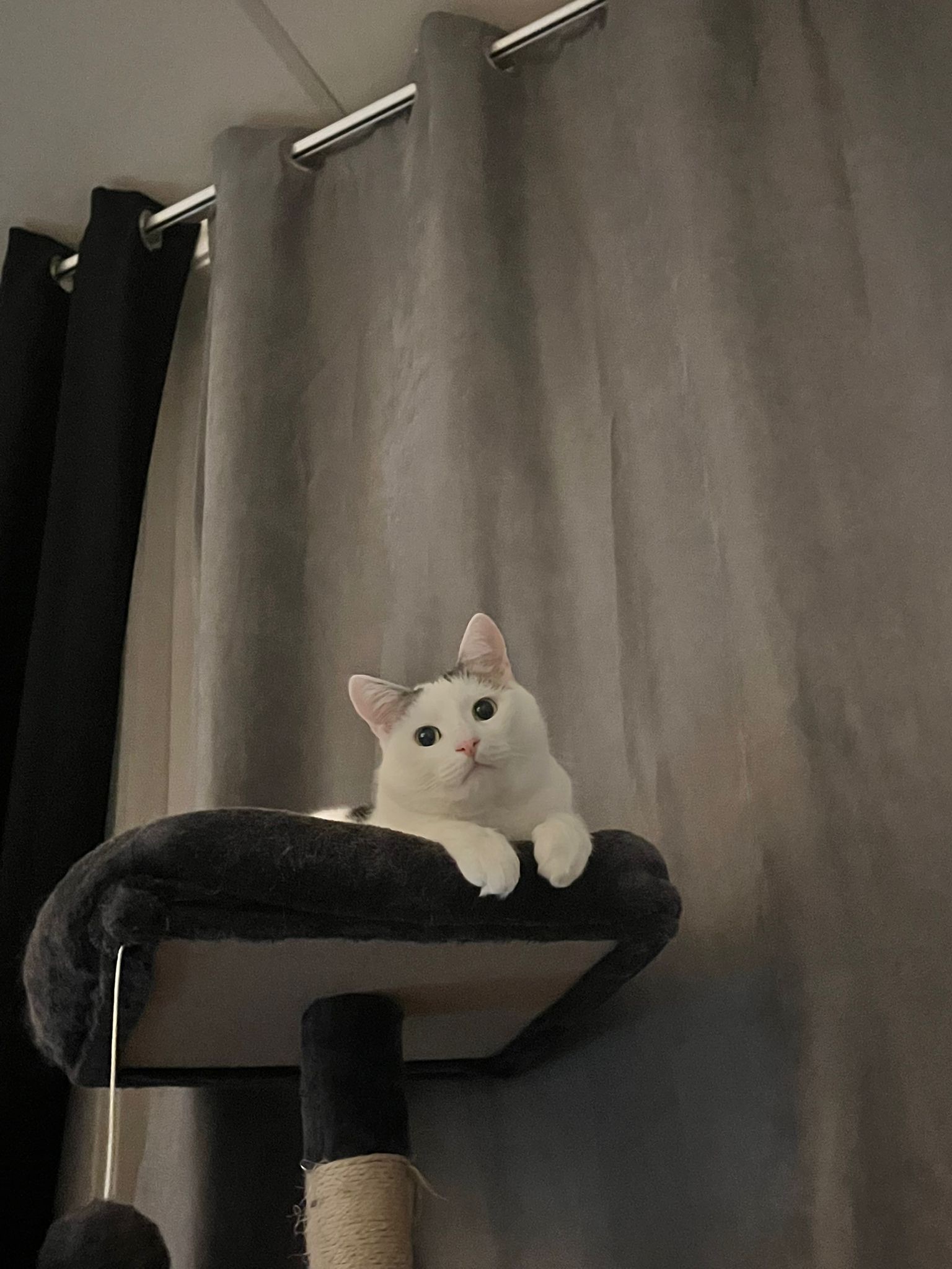 A white cat with black fur on his forehead and a black tail is sitting on a cat tree. He is looking at the camera. His paws are hanging over the cat tree and look dainty