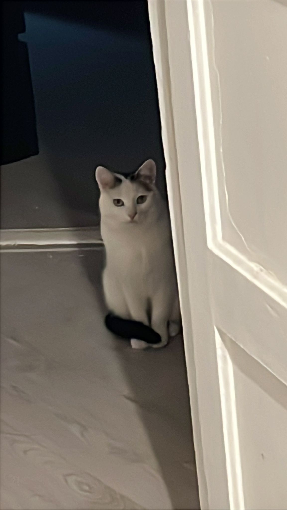 A white cat with black fur on his forehead and a black tail is hiding behind a door