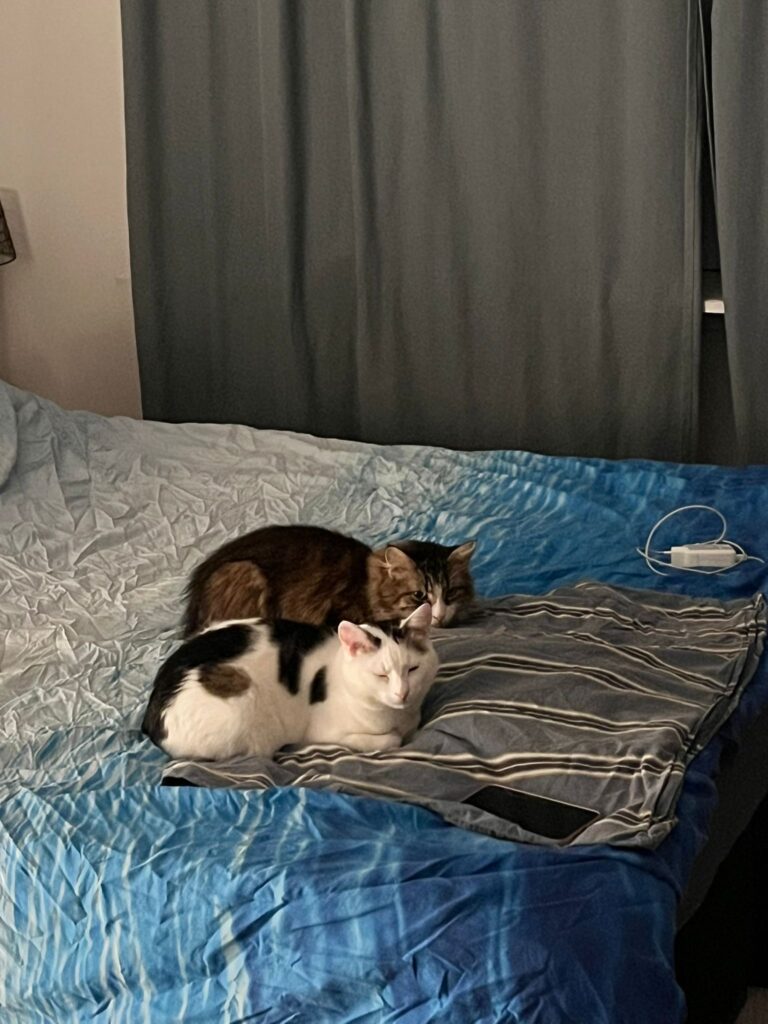 Two cats are laying on a bed. Their eyes are closed because they are happy.