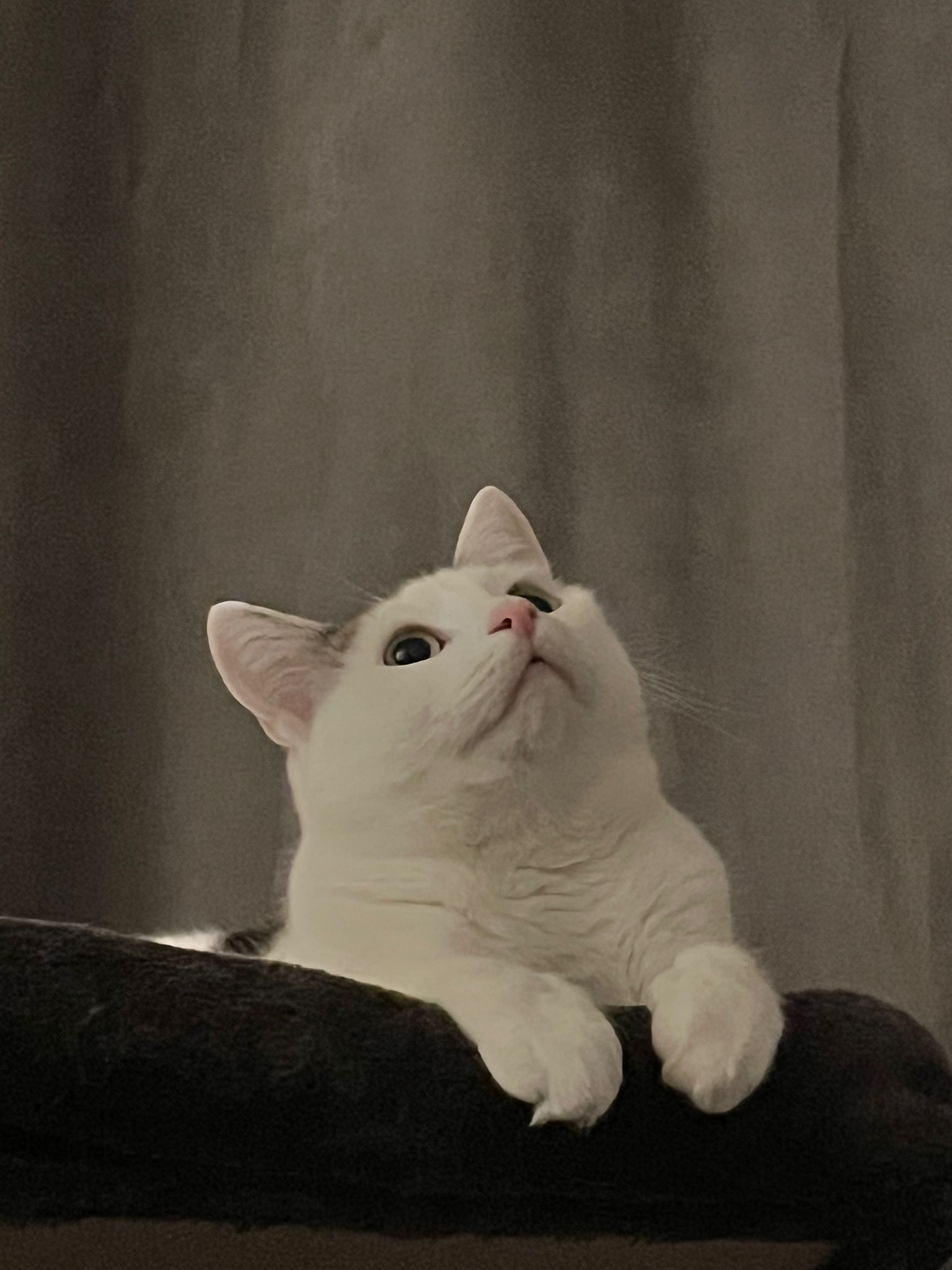 A white cat with black fur on his forehead and a black tail is sitting on a cat tree. He is looking up. His paws are hanging over the cat tree and look dainty