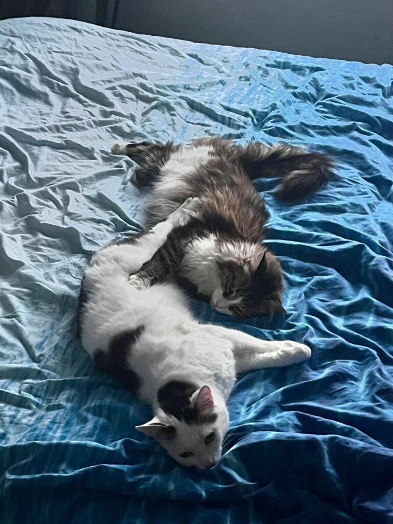 A white cat with black fur on his forehead and a black tail is stretching on a bed with his brother, a long haired brownish black tabby