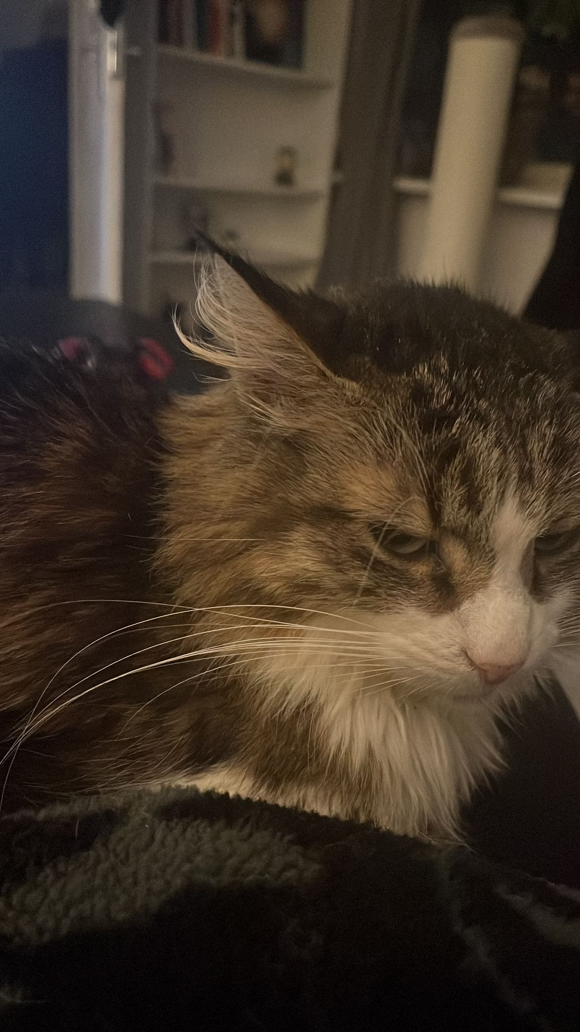 A long haired brownish gray tabby is laying on a sofa