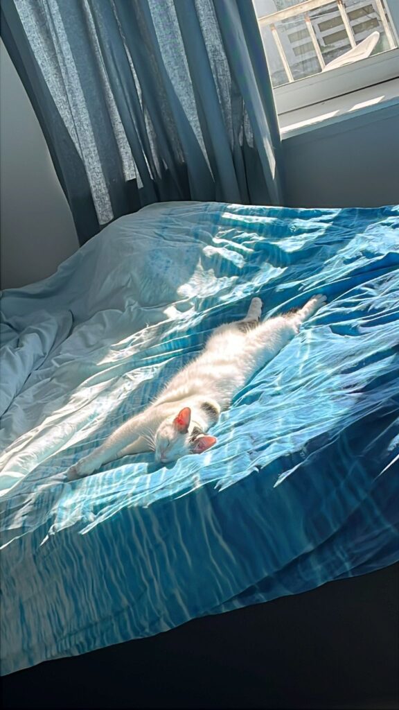 A white cat with black fur on his forehead and a black tail is sleeping in the sunshine. He is completely stretched out on a bed. 