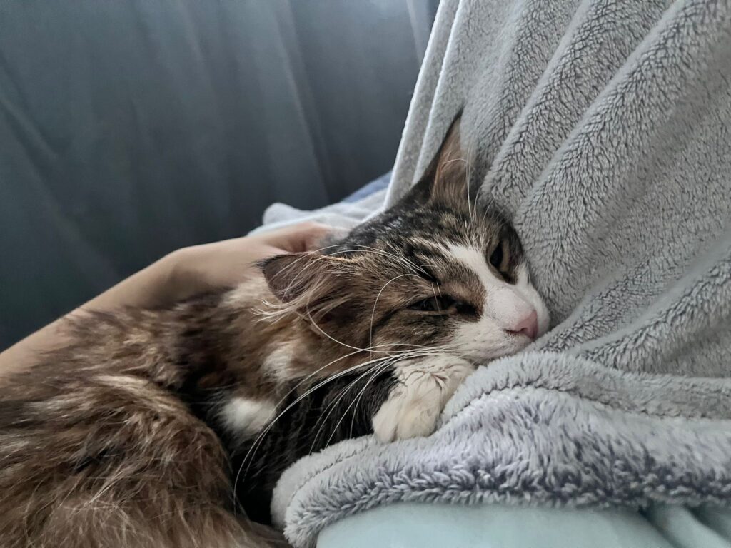 A long haired brownish gray tabby is sleeping on a soft blanket
