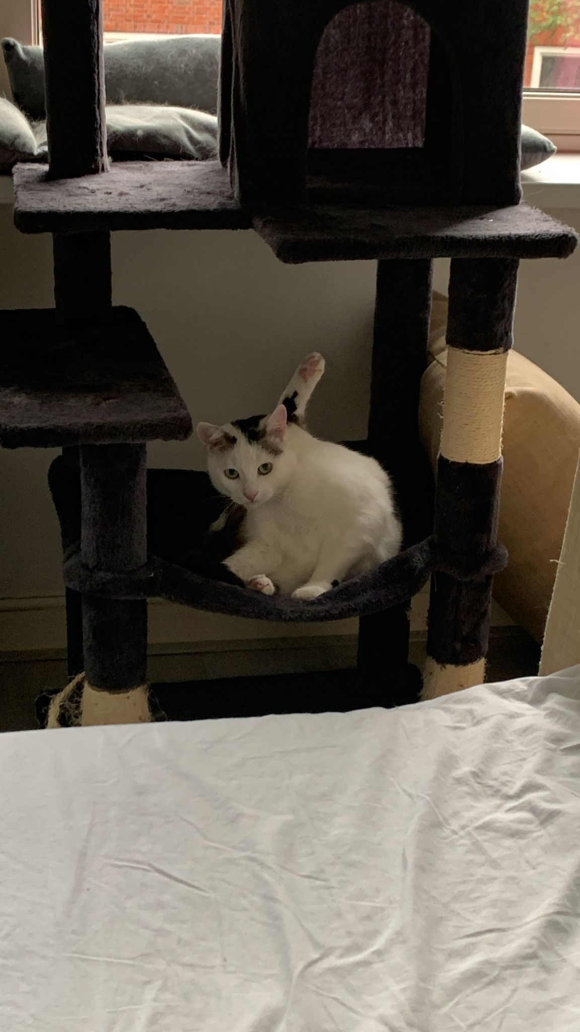 A white cat with black fur on his forehead and a black tail is cleaning himself on a cat tree