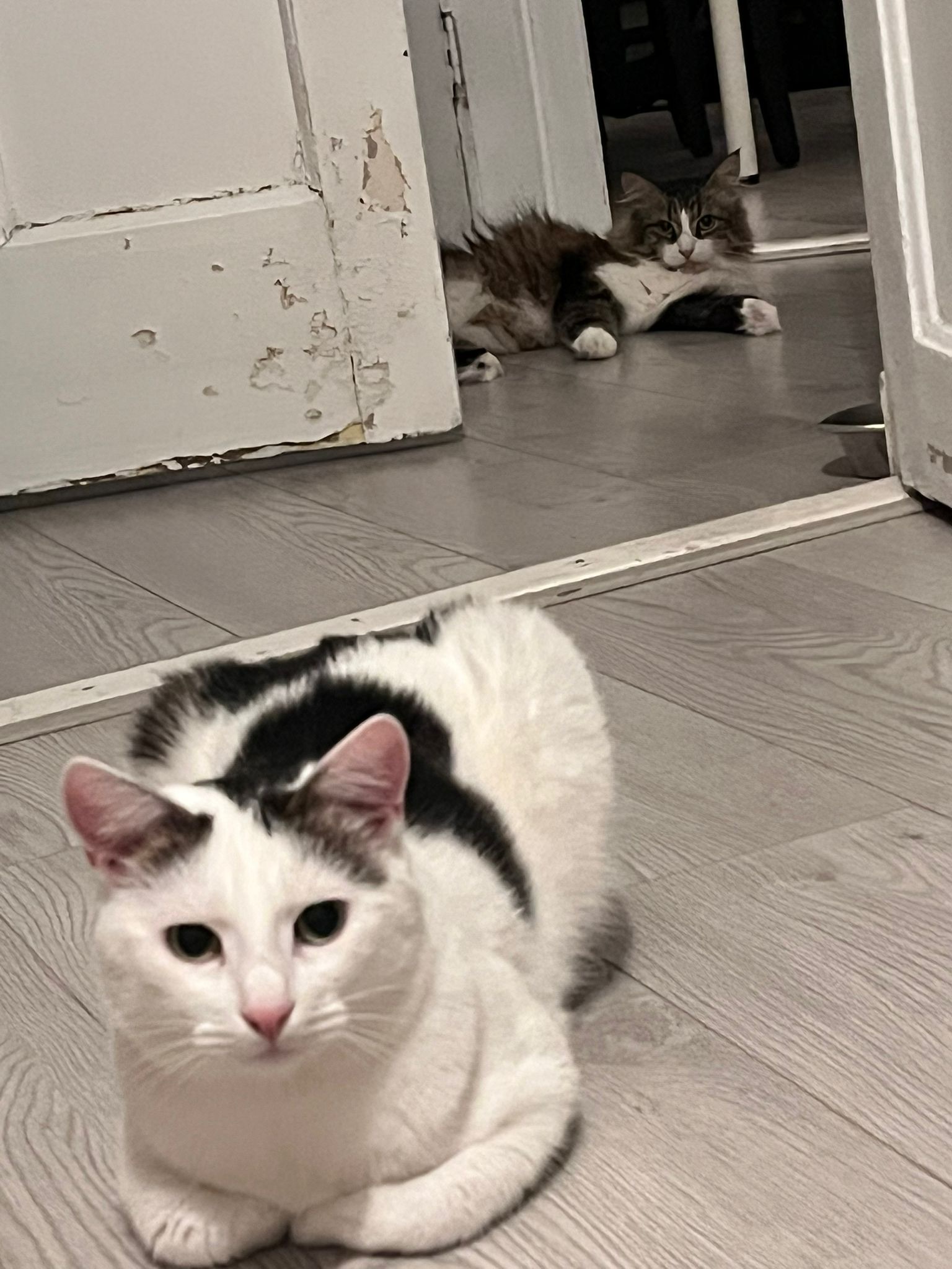 A white cat with black fur on his forehead and a black tail is laying on the floor in perfect loaf formation. His paws are curled under his body and he looks like bread. A long haired brownish gray black tabby cat is chilling behind him