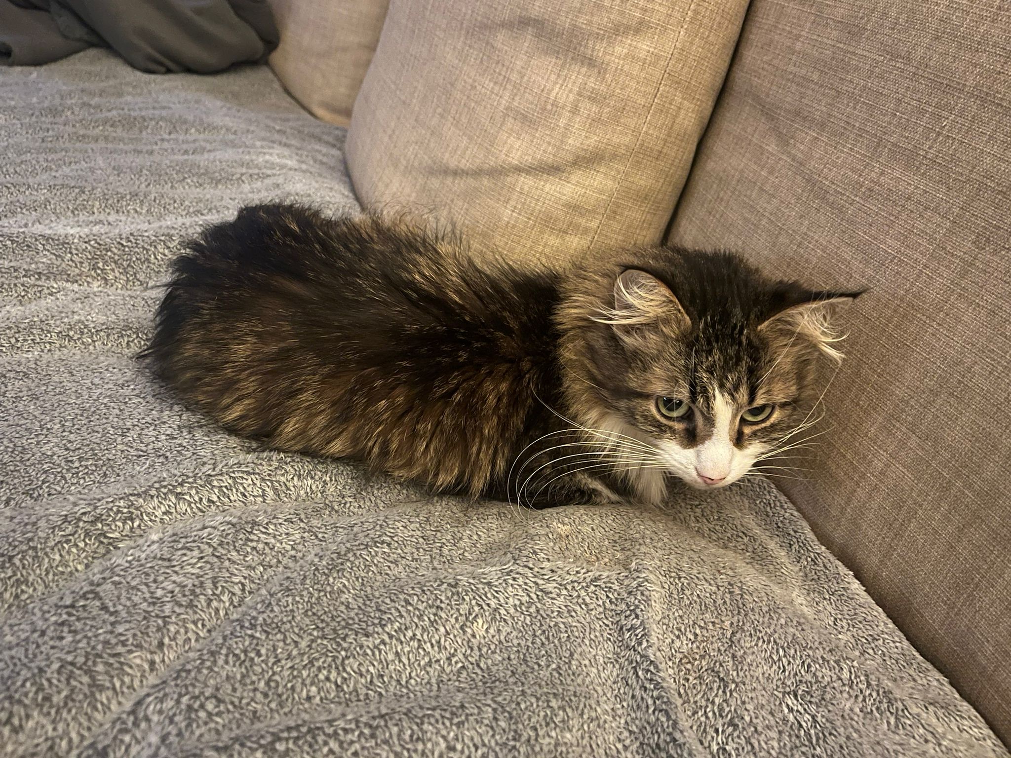 A long haired brownish gray tabby is laying on a sofa