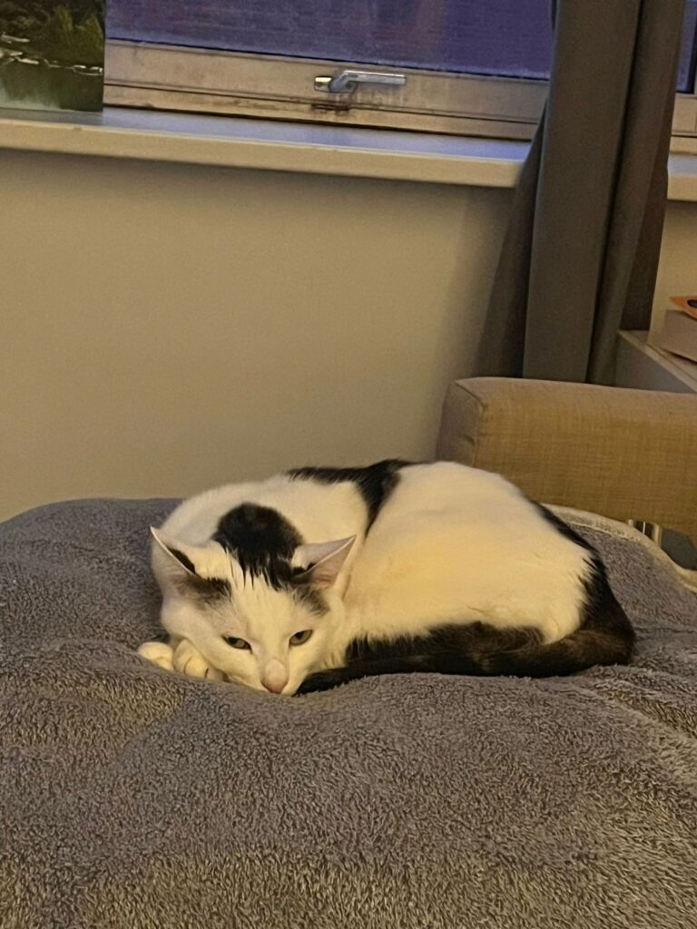 A white cat with black fur on his forehead and a black tail is curled up on a bed