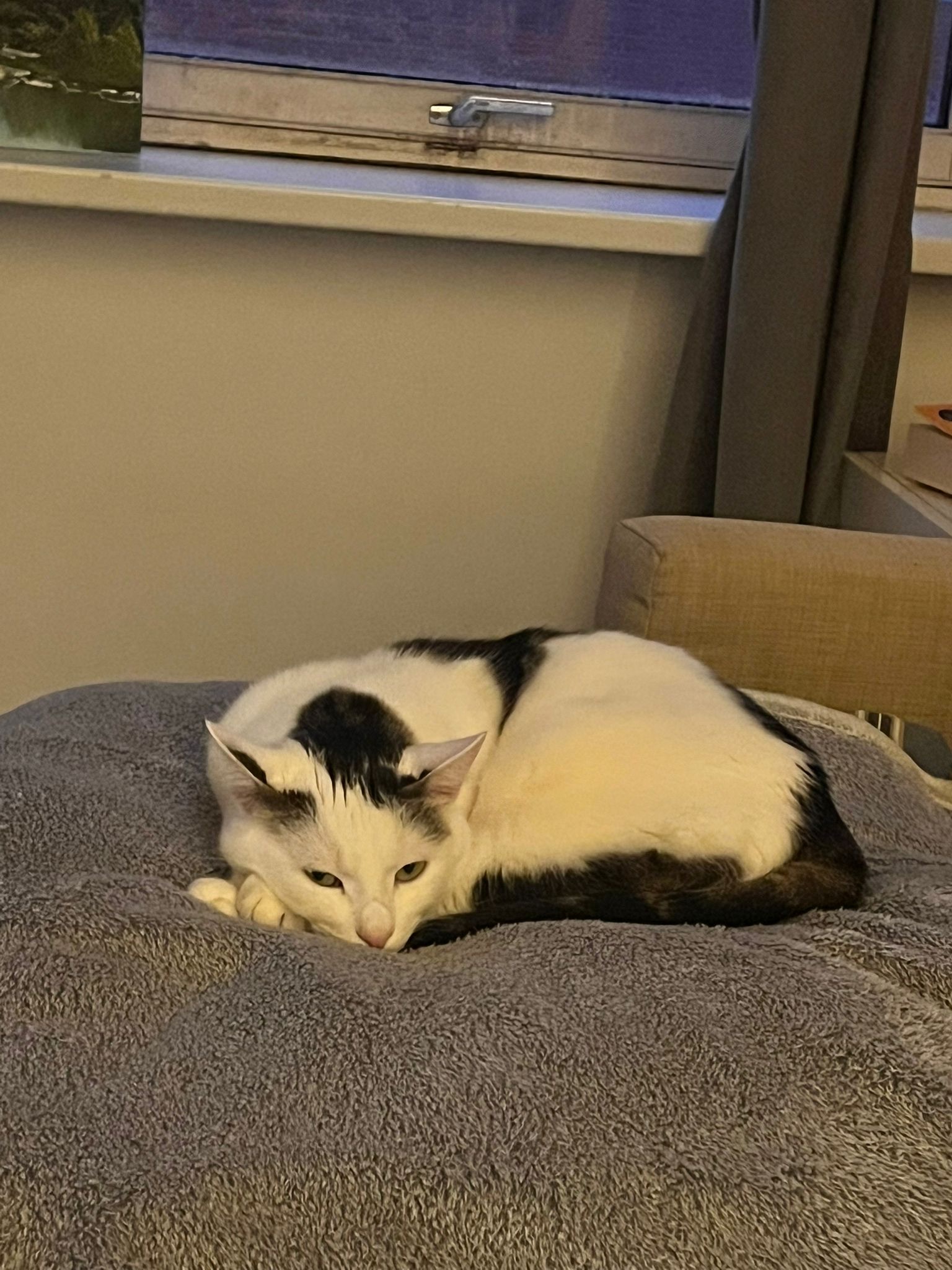 A white cat with black fur on his forehead and a black tail is curled up on a bed
