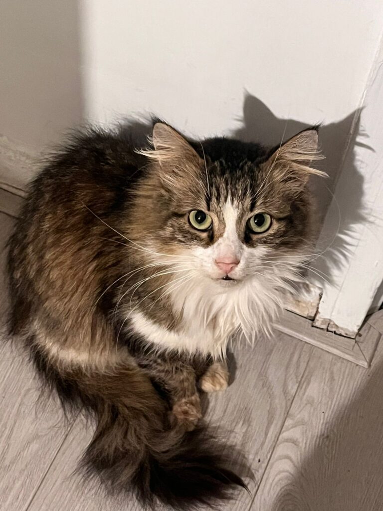 A long haired brownish gray tabby is sitting on the floor