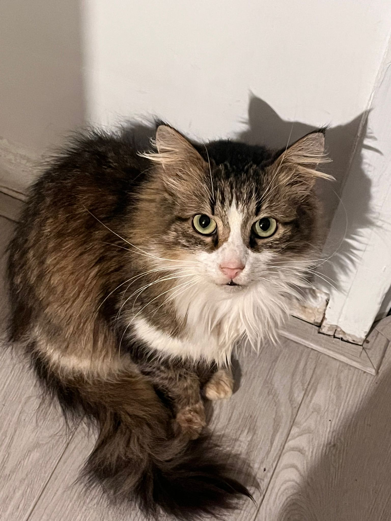 A long haired brownish gray tabby is sitting on the floor