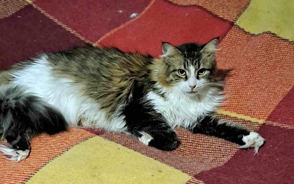 A long haired brownish gray tabby is laying on an orange plaid blanket